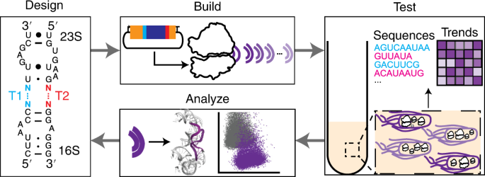 Three Dimensional Structure Guided Evolution Of A Ribosome With