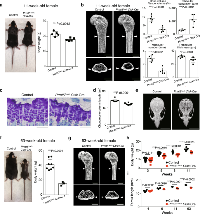 Periosteal Stem Cells Control Growth Plate Stem Cells During Postnatal