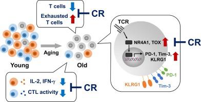 T Mechanisms Of Ageing And Development X Mol