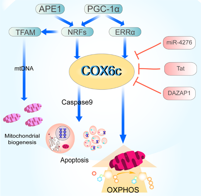 COX6c 在调节氧化磷酸化和疾病中的新作用 Cell Discovery X MOL