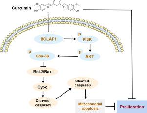 姜黄素通过 BCLAF1 介导的 PI3K AKT GSK 3β 信号调节诱导人肝癌细胞线粒体凋亡 Life Sciences X MOL