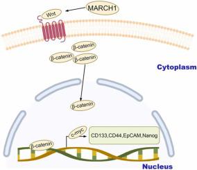 March Wnt Catenin Tissue Cell X Mol