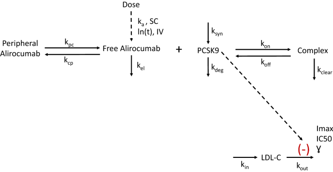 Combined Semi Mechanistic Target Mediated Drug Disposition And