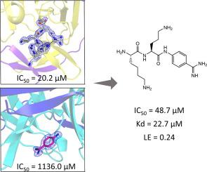 基于结构的 ZIKA 病毒 NS2B NS3 蛋白酶新型抑制剂的设计 Bioorganic Chemistry X MOL