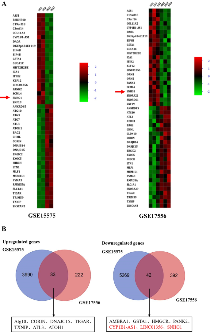 Long Noncoding Rna Snhg Alleviates High Glucose Induced Vascular