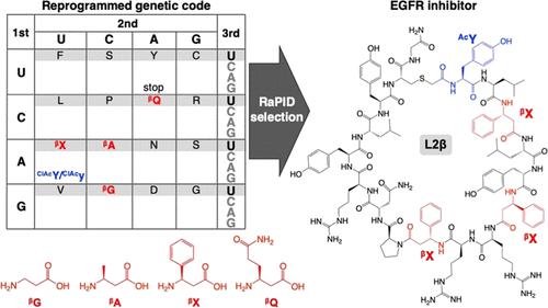 In Vitro Selection Of Macrocyclic Peptides Against Human Egfr