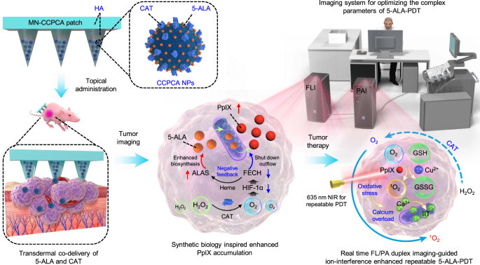 Synthetic Biology Instructed Transdermal Microneedle Patch For