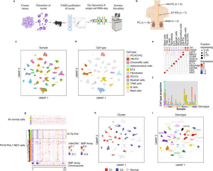 Single Nuclei And Bulk Tissue Gene Expression Analysis Of