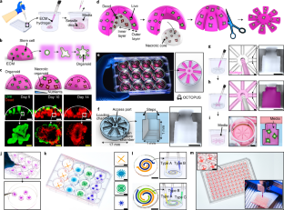 Geometric Engineering Of Organoid Culture For Enhanced Organogenesis In