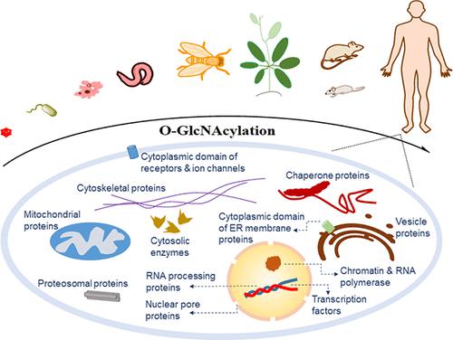 Demystifying The O Glcnac Code A Systems View Chemical Reviews X Mol