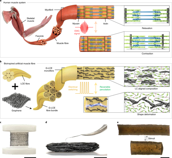 Human Muscle Inspired Single Fibre Actuator With Reversible Percolation