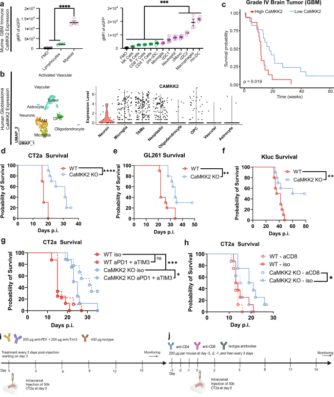 Neuronal Camkk Promotes Immunosuppression And Checkpoint Blockade