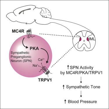 黑皮质素 4 受体激活交感神经节前神经元并通过 TRPV1 升高血压 Cell Reports X MOL