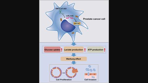 The Long Non Sacoding Rna Tmem As Mir B Znf Axis Regulates