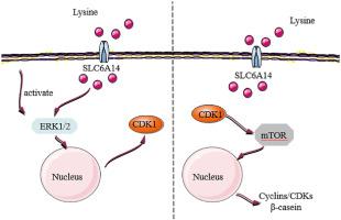 Lysine Promotes Proliferation And Casein Synthesis Through The