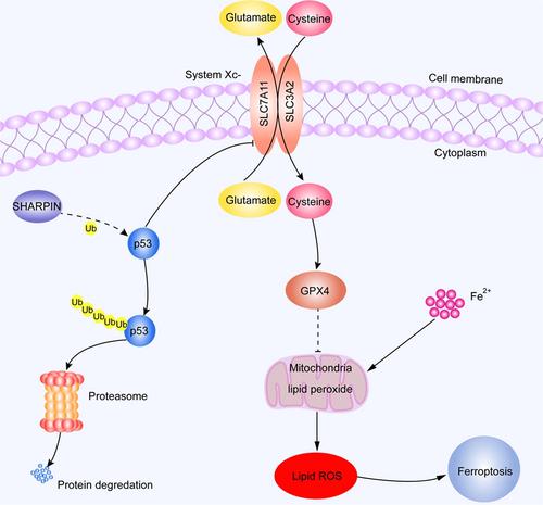 Sharpin Promotes Cell Proliferation Of Cholangiocarcinoma And Inhibits