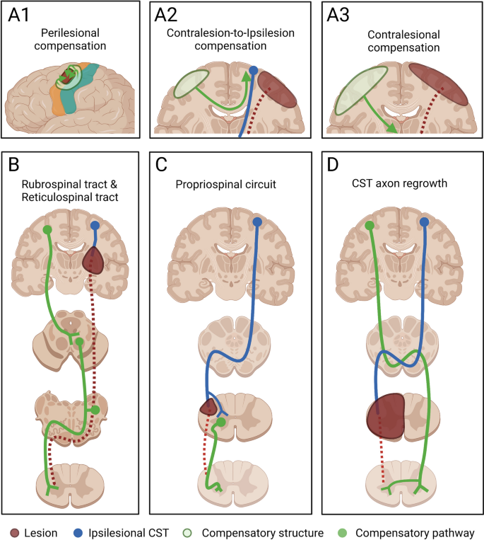 Restoring After Central Nervous System Injuries Neural Mechanisms And