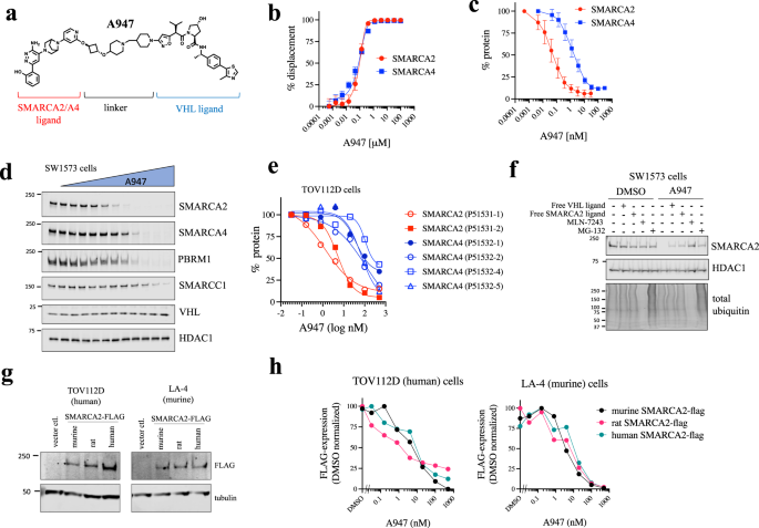 Selective Protac Mediated Degradation Of Smarca Is Efficacious In