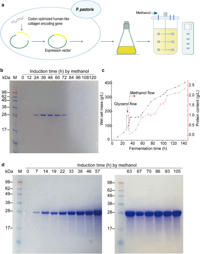 重组类人胶原蛋白在毕赤酵母中的表达表征及应用潜力评价 Bioresources and Bioprocessing X MOL