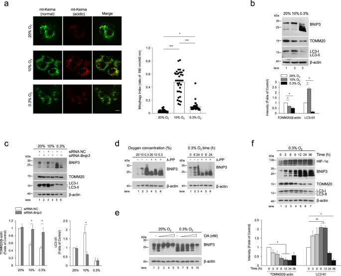 BNIP3 Phosphorylation By JNK1 2 Promotes Mitophagy Via Enhancing Its