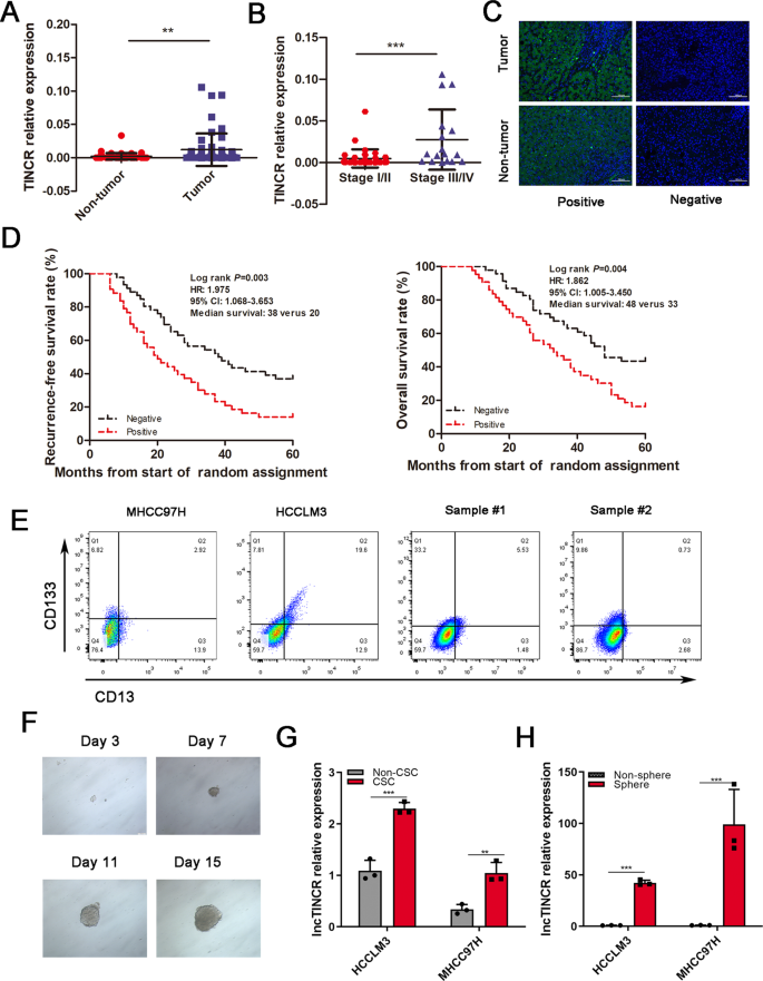 The Long Noncoding RNA TINCR Promotes Self Renewal Of Human Liver