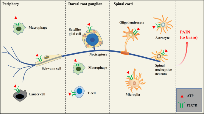 P2X7 受体在癌痛中的新作用 Purinergic Signalling X MOL