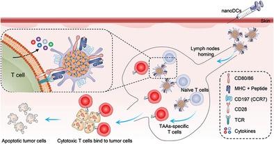 Direct Presentation Of Tumor Associated Antigens To Induce Adaptive