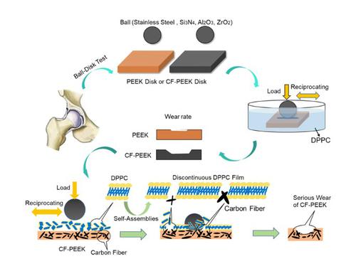 Dppc Peek Friction X Mol