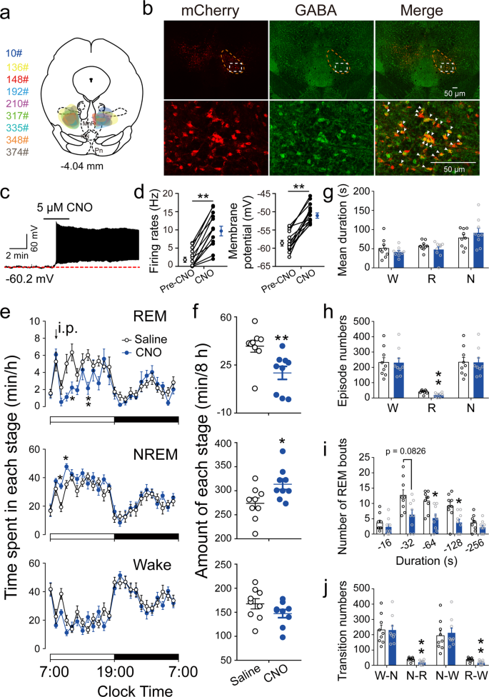 Gabaergic Neurons In The Rostromedial Tegmental Nucleus Are Essential