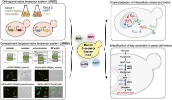 Real Time Monitoring Of Subcellular States With Genetically Encoded