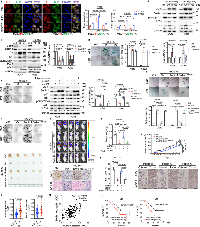 USP5 Beclin 1 Axis Overrides P53 Dependent Senescence And Drives Kras