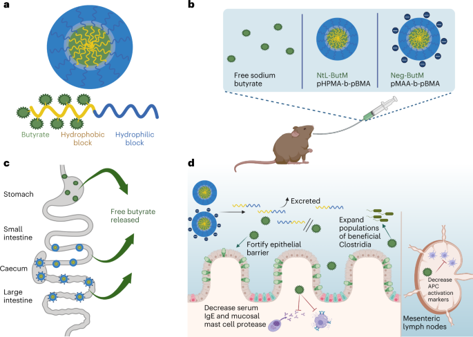 通过聚合物胶束肠道释放丁酸盐治疗小鼠花生过敏和结肠炎 Nature Biomedical Engineering X MOL