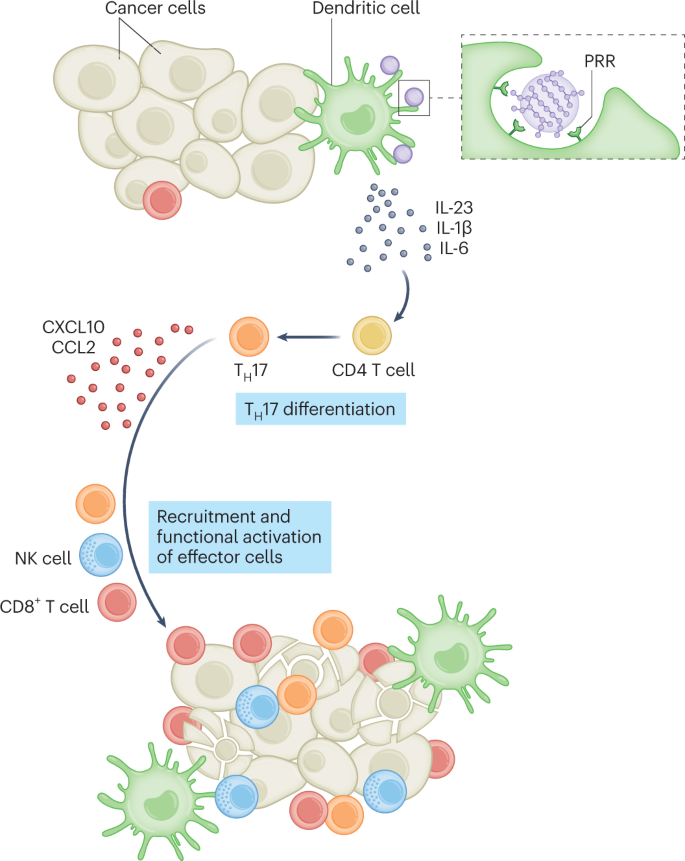 Th Cells Boosted By Nanoparticle Bound Fungal Motifs Nature