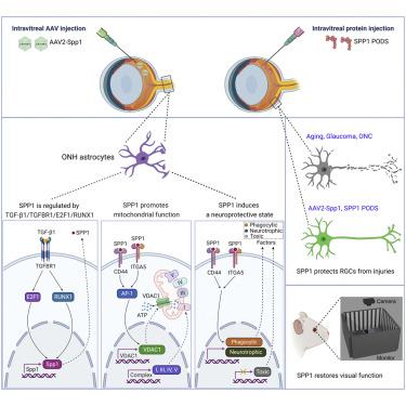 Secreted Phosphoprotein 1 Slows Neurodegeneration And Rescues Visual