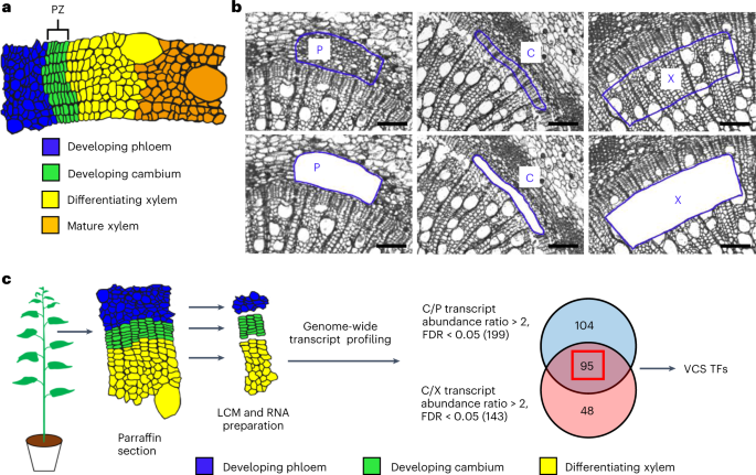 Cell Type Specific PtrWOX4a And PtrVCS2 Form A Regulatory Nexus With A