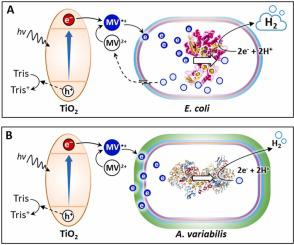 A Comprehensive Study On Rational Biocatalysts And Individual