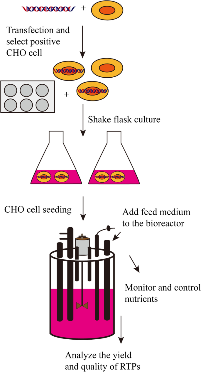 Progress In Fed Batch Culture For Recombinant Protein Production In CHO