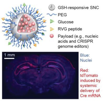 Overcoming The Bloodbrain Barrier For Gene Therapy Via Systemic