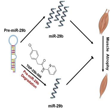 Identification Of A Novel Small Molecule Inhibitor Of MiR 29b