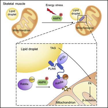 Rab A As A Mitochondrial Receptor For Lipid Droplets In Skeletal Muscle