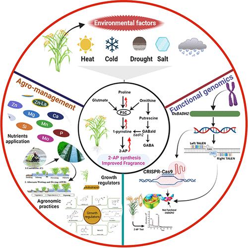 Biosynthesis Of 2 Acetyl 1 Pyrroline In Fragrant Rice Recent Insights