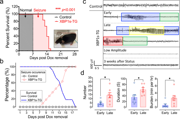 Sustained Overexpression Of Spliced X Box Binding Protein 1 In Neurons