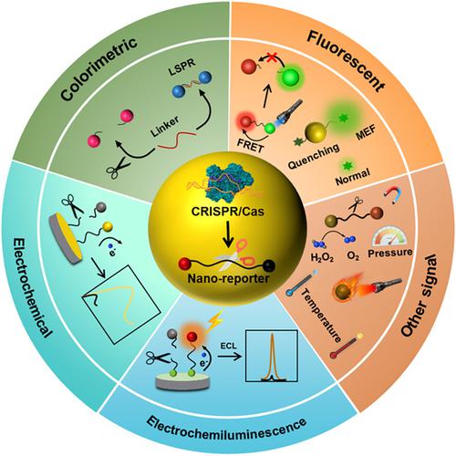 CRISPR Cas 系统操纵纳米粒子信号转导用于癌症诊断 WIREs Nanomedicine and Nanobiotechnology