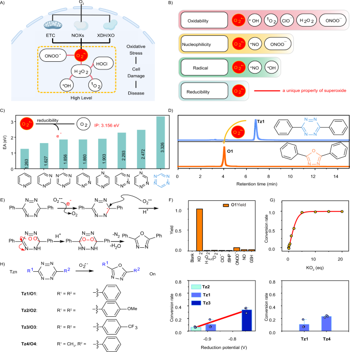 1 2 4 5 Tetrazine Tethered Probes For Fluorogenically Imaging