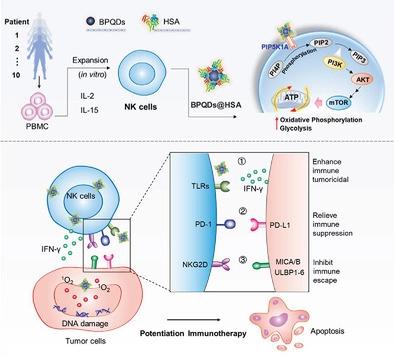 Metabolic Reprogramming Of Nk Cells By Black Phosphorus Quantum Dots