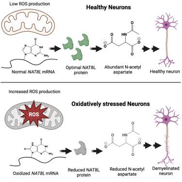 NAT8L MRNA Oxidation Is Linked To Neurodegeneration In Multiple