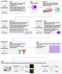 A FluoroSpot B Assay For The Detection Of IgA And IgG SARS CoV 2 Spike