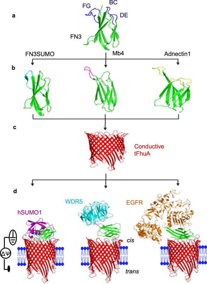 A Generalizable Nanopore Sensor For Highly Specific Protein Detection