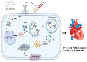 Stat Signaling Promotes Cardiac Injury By Upregulating Ncoa Mediated