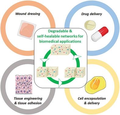 用于生物医学应用的可降解自愈网络 Advanced Functional Materials X MOL